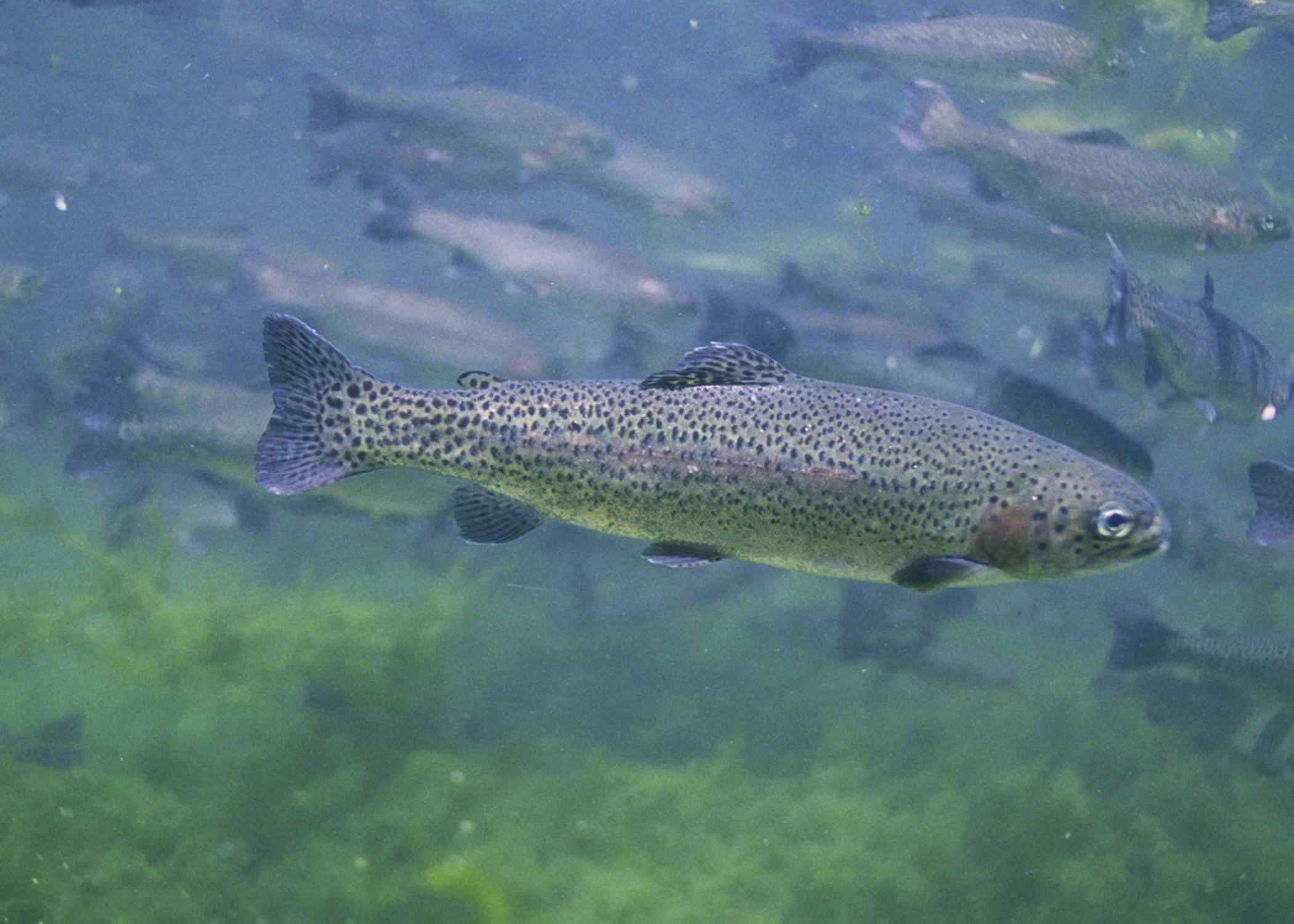 Rainbow Trout